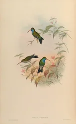 Circe latirostris